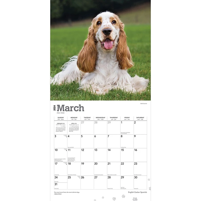 BrownTrout English Cocker Spaniels 2024 12x24 Inch Square Wall Calendar, 9781975467876