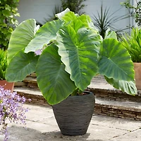 TASC Flower Bulbs Colocasia Coco  (1 Bulbs)