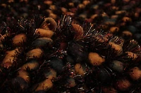 ECARPETGALLERY Sienna Dark Brown Rug 5'4" x 7'6"