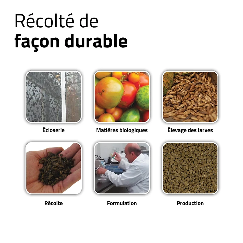 Granulés Fluval Bug Bites pour poissons tropicaux, 45 G