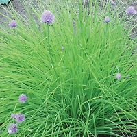 Burpee Dolores Chives, Plant Seeds for Home Garden
