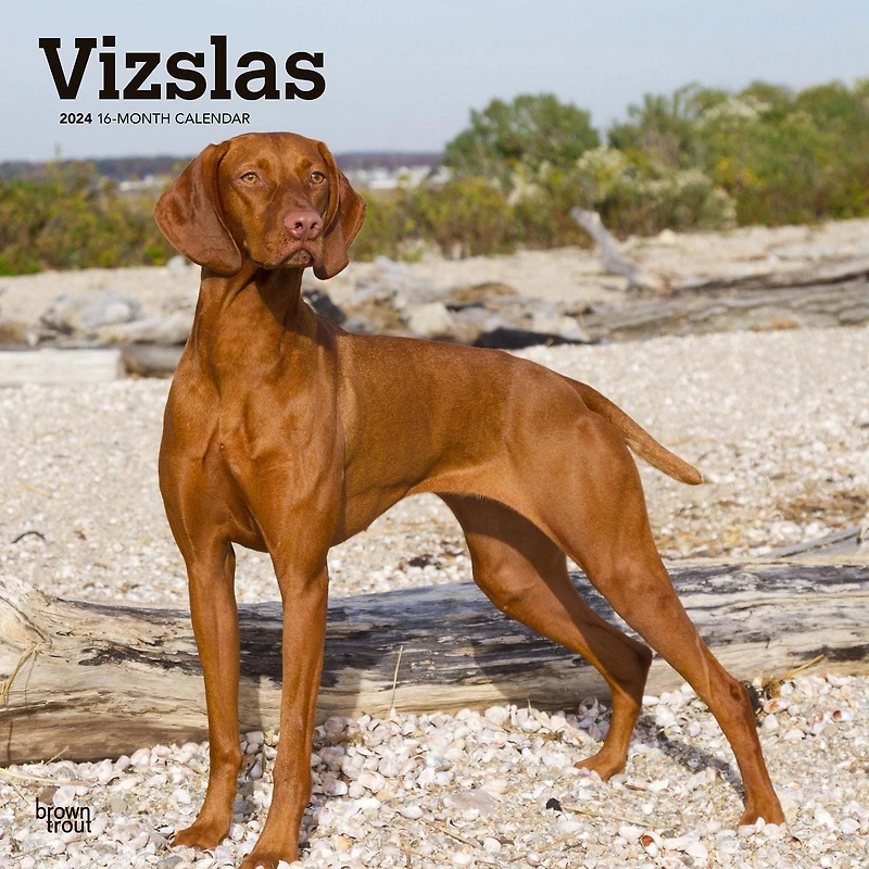BrownTrout Vizslas 2024 12x24 Inch Square Wall Calendar, 9781975465575