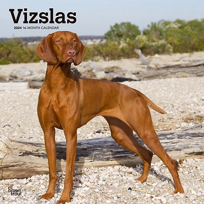 BrownTrout Vizslas 2024 12x24 Inch Square Wall Calendar, 9781975465575