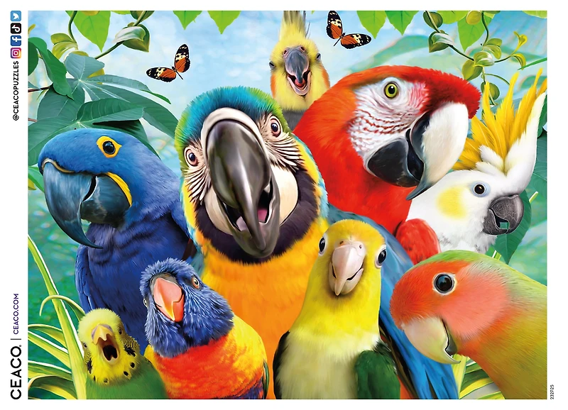 Puzzle en 500 pièces Ceaco Perfect Parrot Selfies pour adultes, à partir de 14 ans