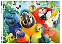 Puzzle en 500 pièces Ceaco Perfect Parrot Selfies pour adultes, à partir de 14 ans