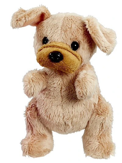 Scruffy Scruffies Animaux Chiot Cooper