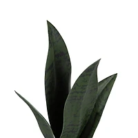 Plante serpent Kotera en pot ceramique