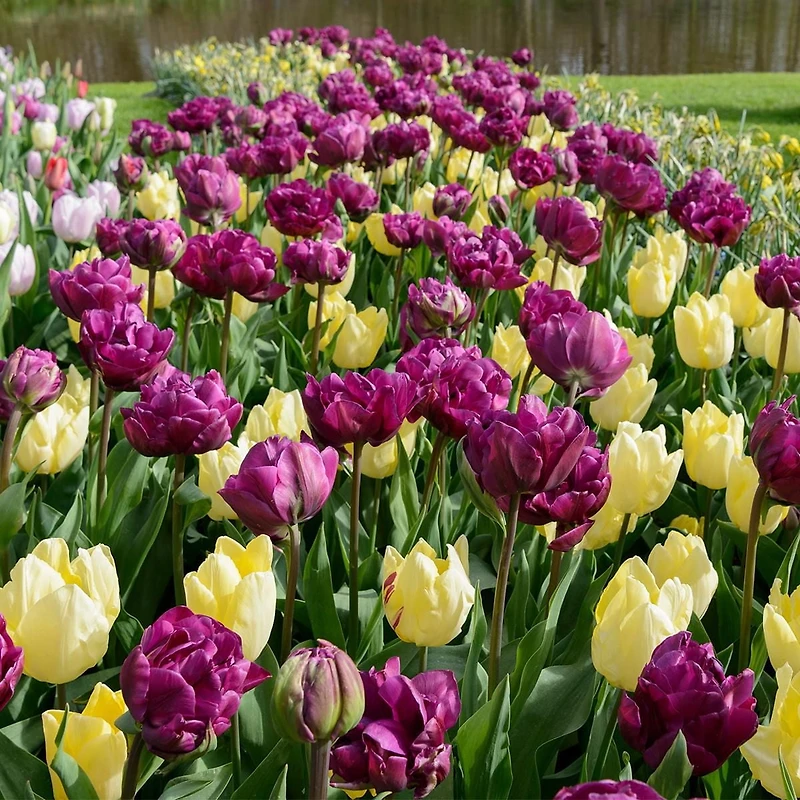 TASC Tulip Flower Bulbs-Tulip Double Early and Single Early Asorted- Alison Bradley &Sunny Prince Assorted (20 Bulbs)