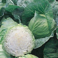 Burpee All Seasons Org - Chou