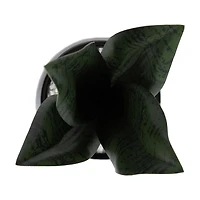 Plante serpent Kotera en pot ceramique