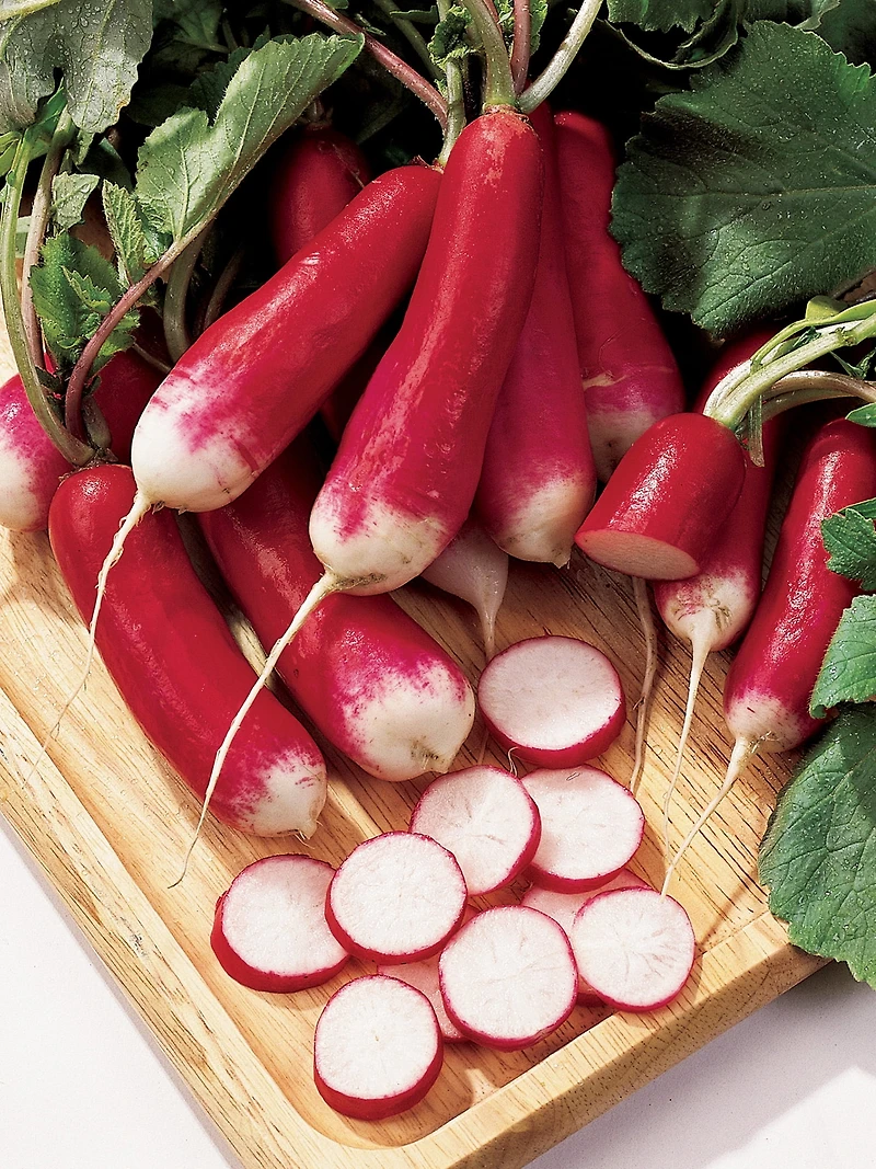 Burpee French Dressing Radish, Plant Seeds for Home Garden