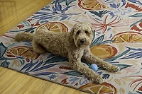 Outdoor Washable Pensacola Ivory & Orange 7' x 9' Area Rug