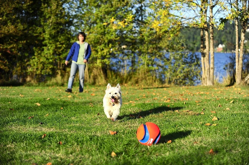 Chuckit! Large Kick Fetch Ball Dog Toy, 8" Large Kick Ball