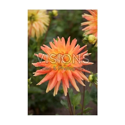 TASC Dahlias décoratifs Motto