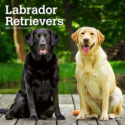 BrownTrout Labrador Retrievers 2024 12x24 Inch Square Wall Calendar, 9781975463588