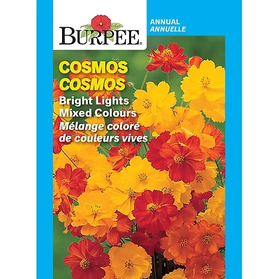 Burpee Bright Lights Couleurs Mélangées Cosmos