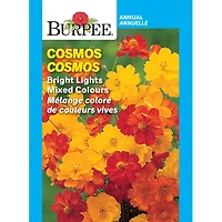Burpee Bright Lights Mixed Colours Cosmos, Plant Seeds for Home Garden