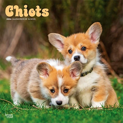 Chiots 2026 Square FRENCH BTCA