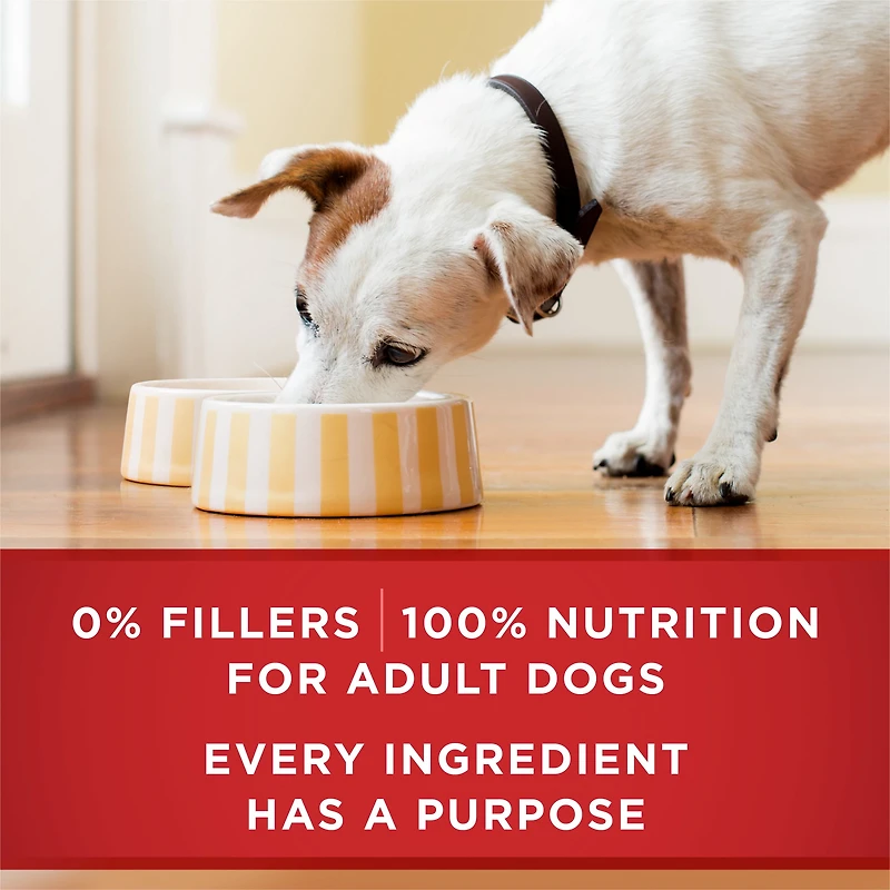 Purina ONE +Plus Santé du cœur et du cerveau entrée du poulet et riz brun, Nourriture Humide pour Chiens, 368g