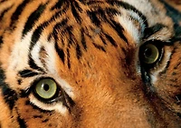 Buffalo Games - Le puzzle National Geographic - Joel Sartore - Endangered Malayan Tiger - en 500 pièces