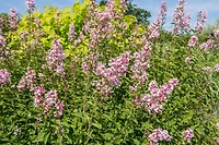 6 arbustes à fleurs variés, pot de 3,8 L (1 gal)