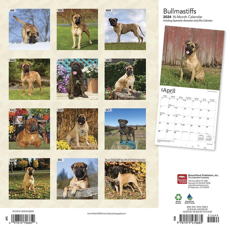 BrownTrout Bullmastiffs 2024 Mur Carré 30.48x60.96 CM, 9781975470685