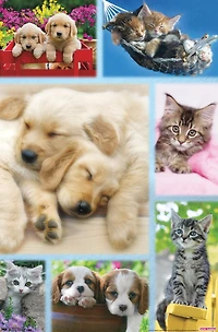 Keith Kimberlin - Collage de chiots et de chatons