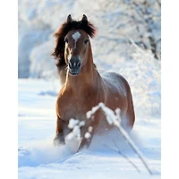 Printed Throw Horse Lover