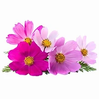 Seeds are Easy-Cosmos
