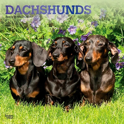 Dachshunds 2023 Square