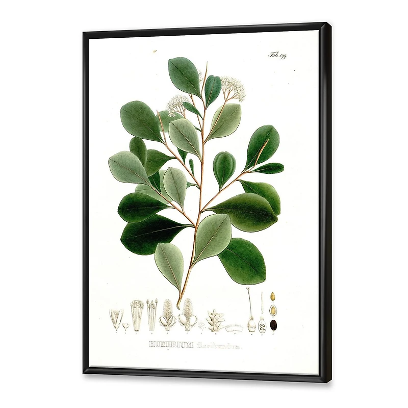 Designart Botaniques d'époque IV ART MURAL À CADRE FLOTTÉ