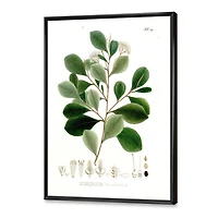 Designart Botaniques d'époque IV ART MURAL À CADRE FLOTTÉ
