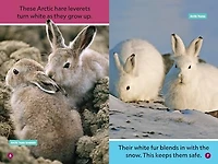 Polar Babies (National Geographic Kids Explore! Readers, Pre-Reader) (National Geographic Readers)