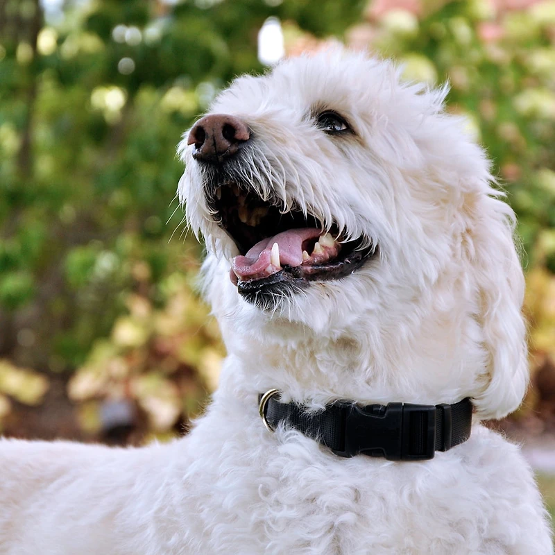 Pet Attire by Coastal Medium 12-18" Black Adjustable Buckle Dog Collar