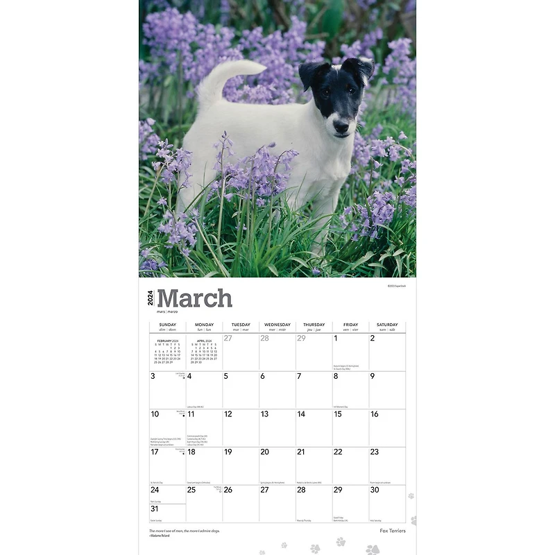 BrownTrout Fox Terriers 2024 12x24 Inch Square Wall Calendar, 9781975467906