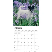 BrownTrout Fox Terriers 2024 12x24 Inch Square Wall Calendar, 9781975467906