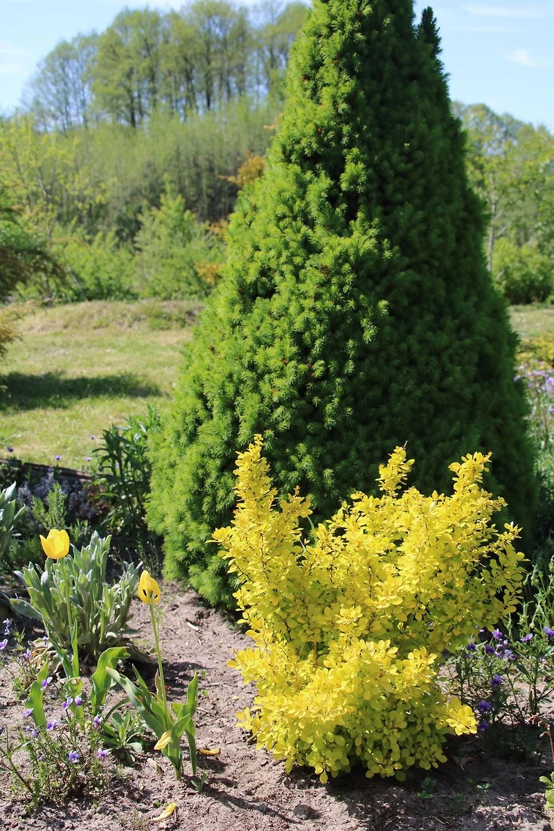 Épine-vinette Golden naine 2 Gal