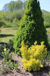 Épine-vinette Golden naine 2 Gal