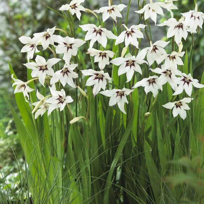 TASC Flower Bulbs Gladiolus callianthus Murielae (15 Bulbs)