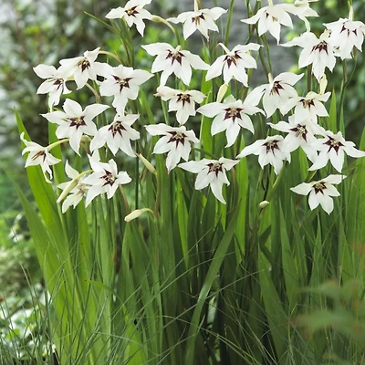 TASC Flower Bulbs Gladiolus callianthus Murielae (15 Bulbs)