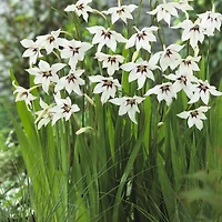 TASC Flower Bulbs Gladiolus callianthus Murielae (15 Bulbs)