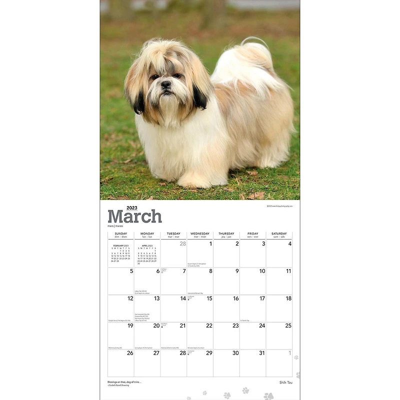 Shih Tzu | 2023 12x24 Inch Square Wall Calendar