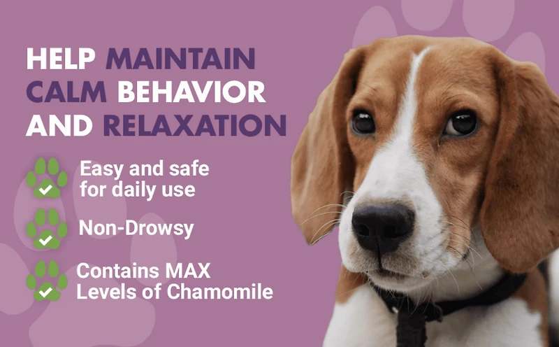 Liquid-Vet Bien-Être Calme & Apaisé pour Chien pour le Stress & l'Anxiété avec Camomille MAX - Saveur de Bacon, 16 oz