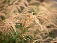 1 Gallon (3.8L) Grass Mix 6 Pack