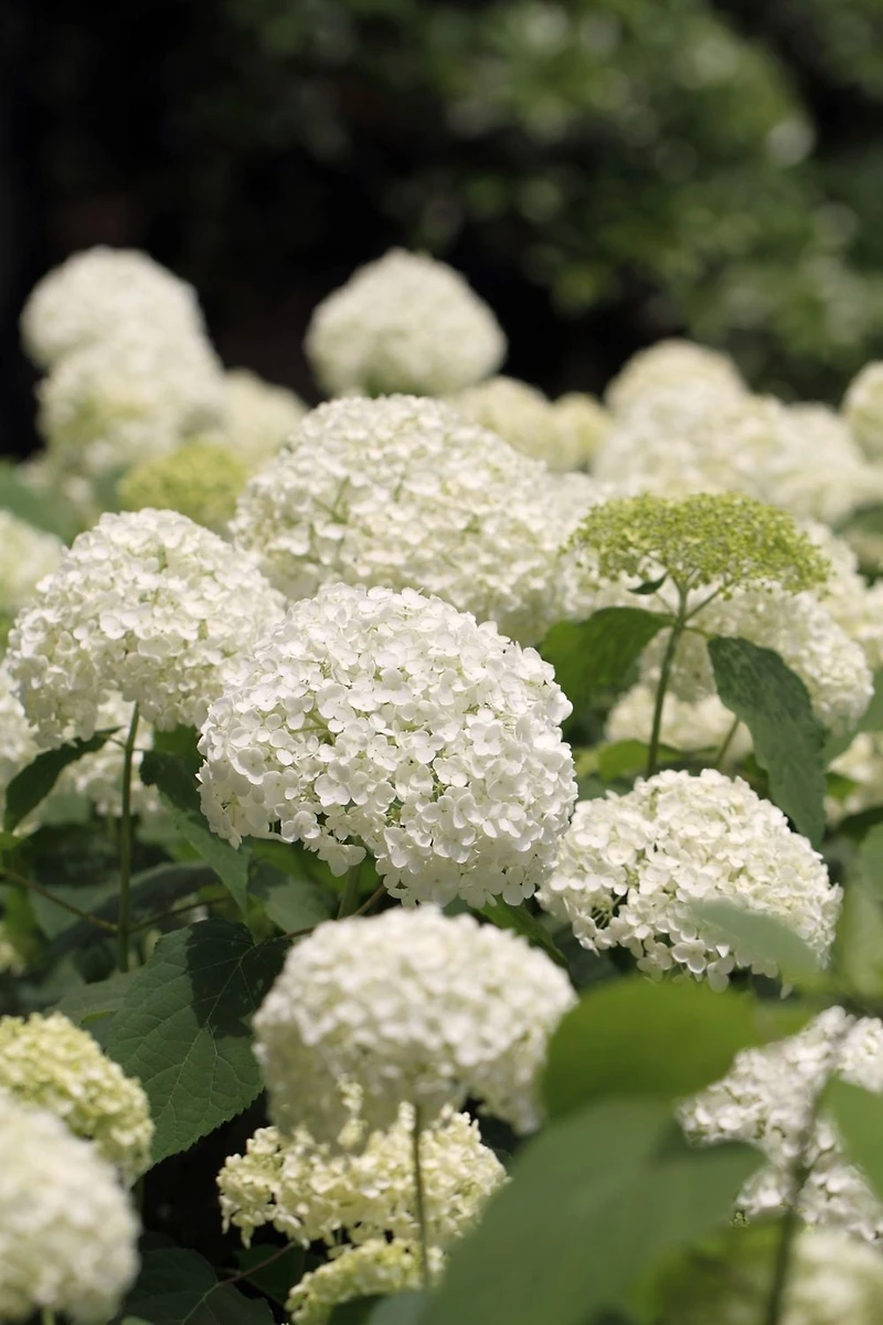 Ensemble de arbuste 6 contenants de 1 gallon (3,8 L) hortensia Annabelle