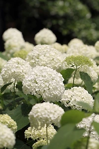 Ensemble de arbuste 6 contenants de 1 gallon (3,8 L) hortensia Annabelle