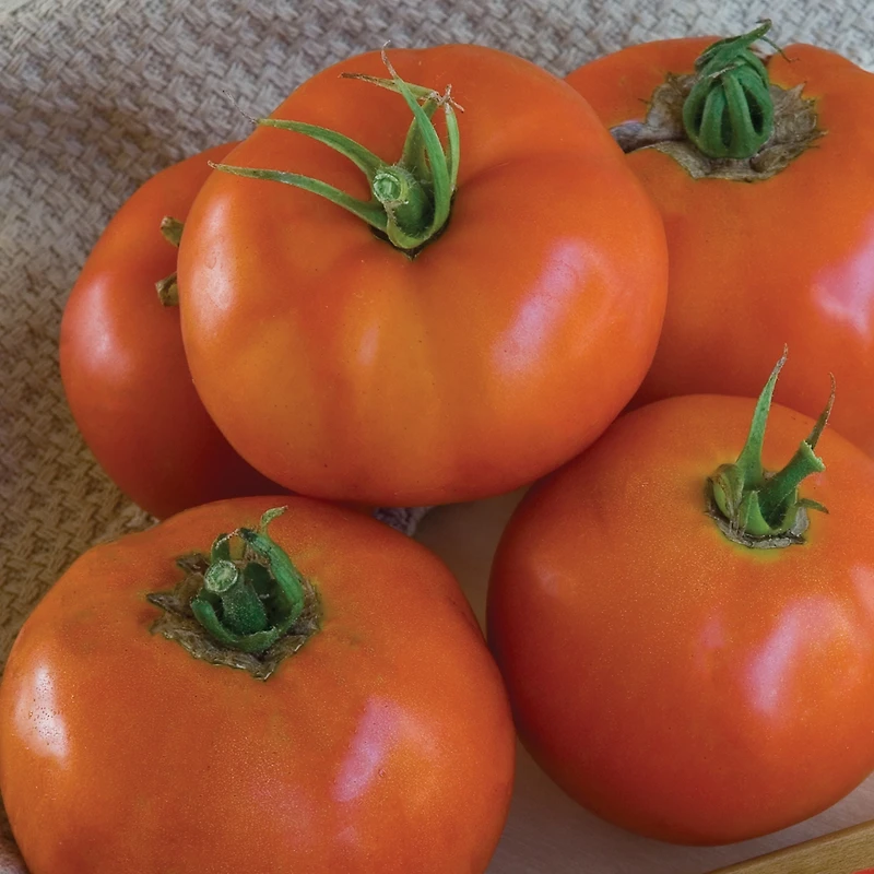 Burpee Super Beefsteak Tomate