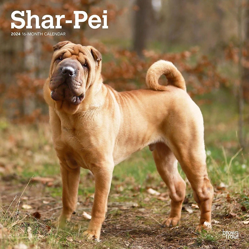 BrownTrout Shar Pei 2024 Mur Carré 30.48x60.96 CM, 9781975464950