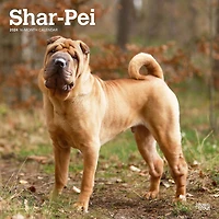 BrownTrout Shar Pei 2024 Mur Carré 30.48x60.96 CM, 9781975464950