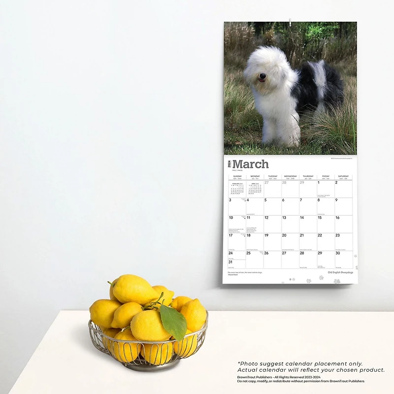 BrownTrout Old English Sheepdogs 2024 12x24 Inch Square Wall Calendar, 9781975464370